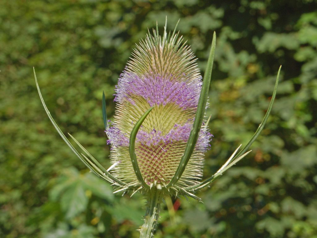 Dipsacus fullonum / Cardo dei lanaioli